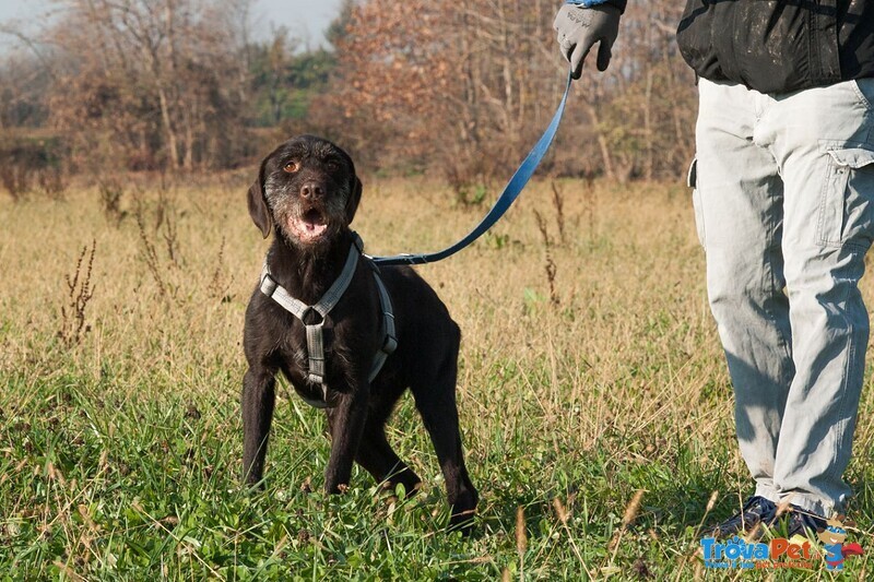 Rufus, 8 anni Sfruttato per la Caccia e poi Sbattuto in Canile! - Foto n. 3