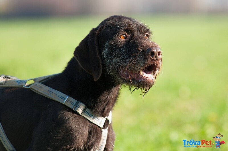 Rufus, 8 anni Sfruttato per la Caccia e poi Sbattuto in Canile! - Foto n. 4