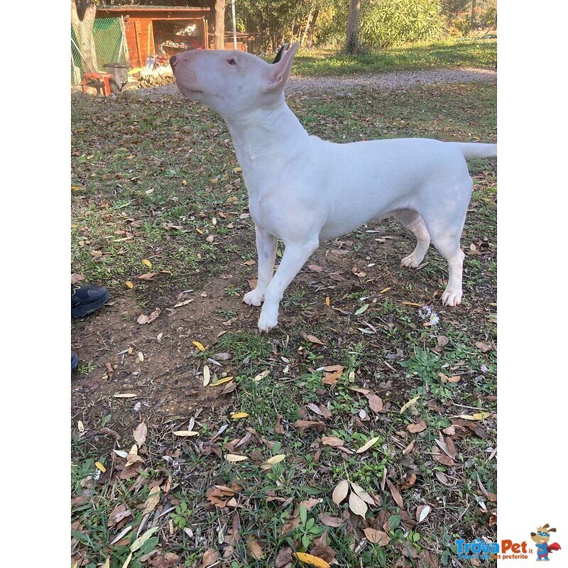 Bull Terrier Standard (femmina - 4 Anni) - Foto n. 1