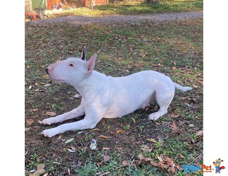 Bull Terrier Standard (femmina - 4 Anni) - Foto n. 2