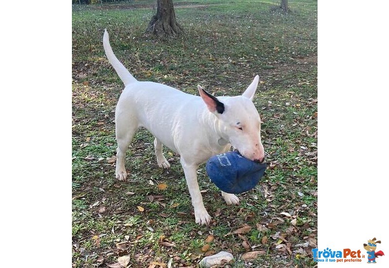 Bull Terrier Standard (femmina - 4 Anni) - Foto n. 4