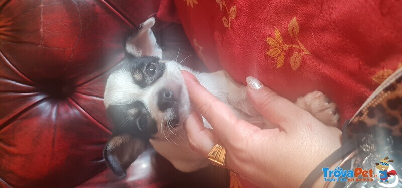 Cuccioli di Chihuahua - Foto n. 5