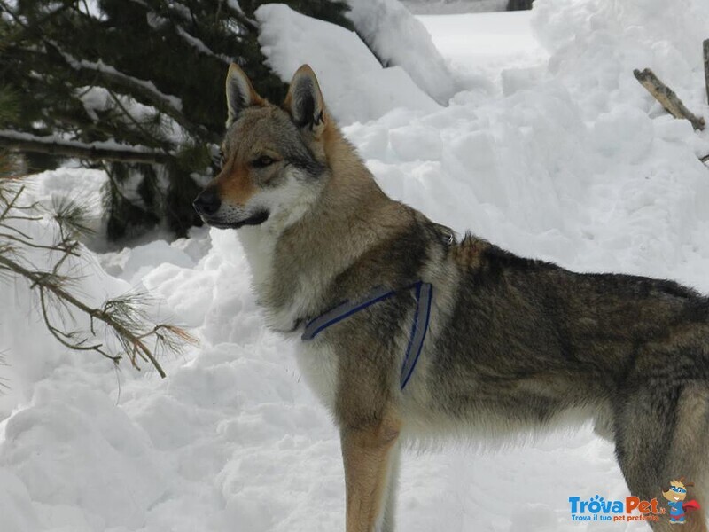 Cuccioli cane lupo Cecoslovacco - Foto n. 4