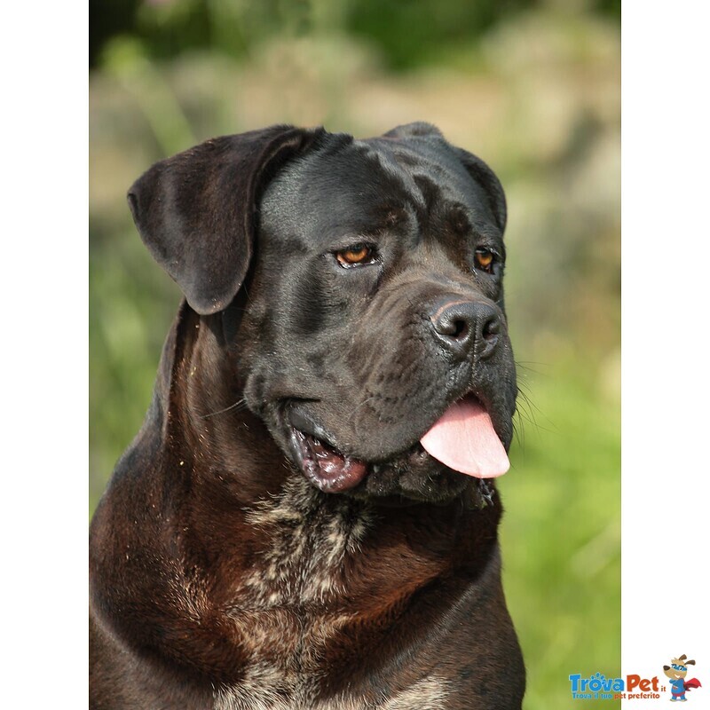 Vendita Cucciolata di cane Corso - Foto n. 3