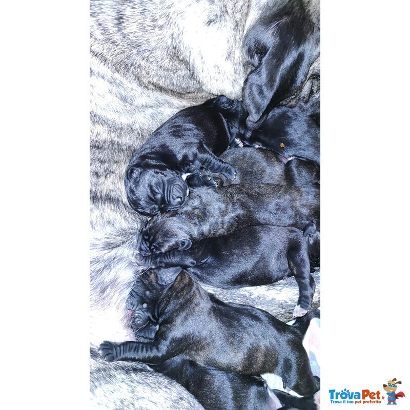 Vendita Cucciolata di cane Corso - Foto n. 1