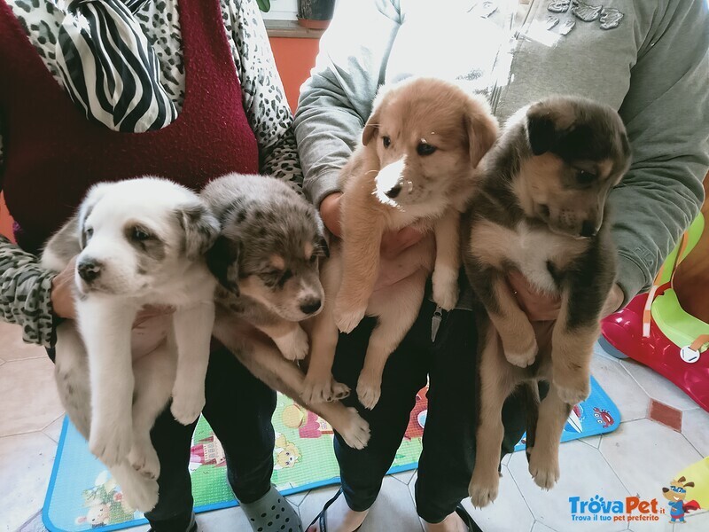 Cuccioli tipo Pastore di Oropa - Foto n. 1