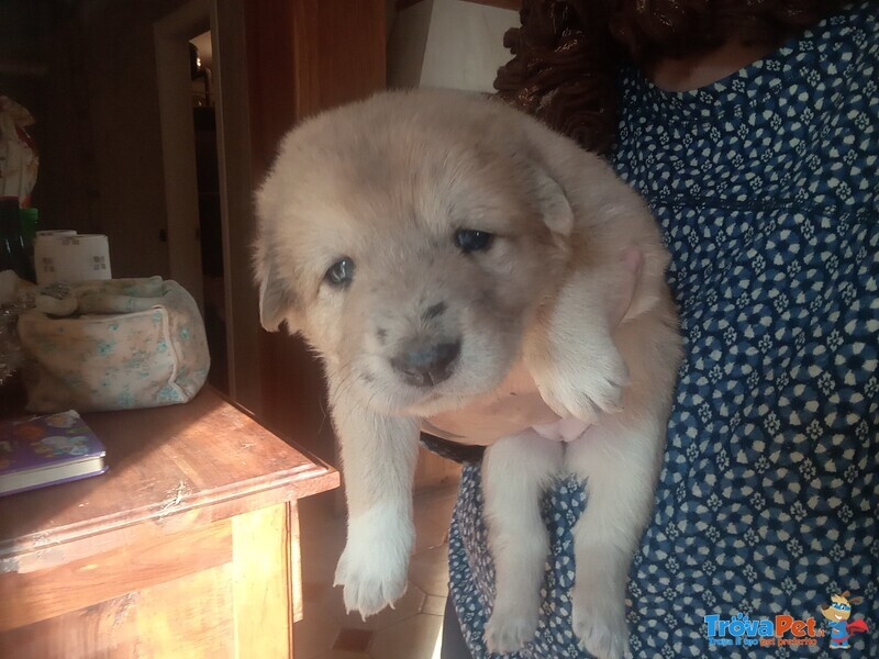 Cuccioli tipo Pastore di Oropa - Foto n. 3