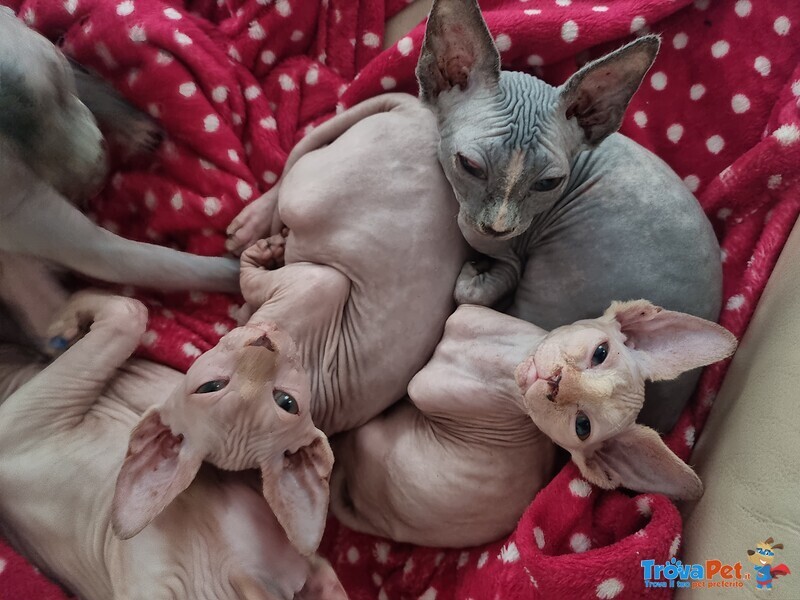 Cuccioli Sphynx - Foto n. 1