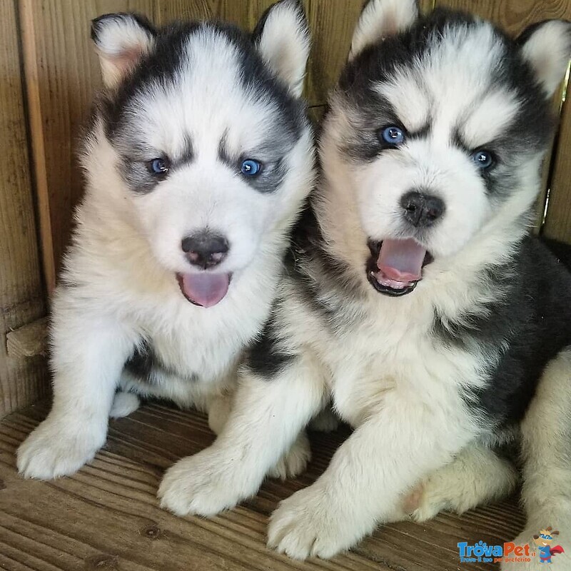 Disponibili Cuccioli di Pomsky - Foto n. 1