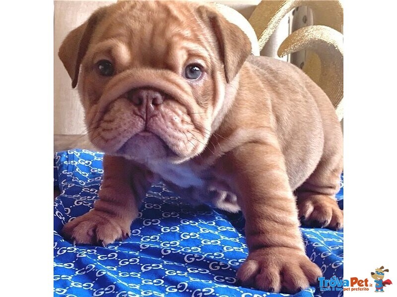 Cucciolo di Bulldog Inglese. - Foto n. 1