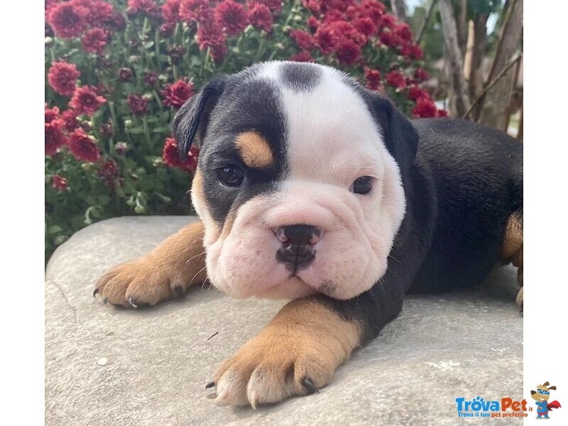 Cuccioli di Bulldog Inglese - Foto n. 1