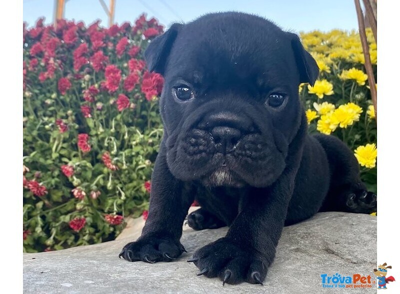 Cucciolo di Bulldog Inglese. - Foto n. 1