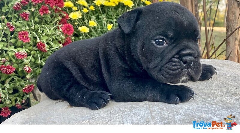 Cucciolo di Bulldog Inglese. - Foto n. 2