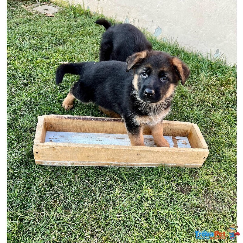 Cuccioli di Pastore Tedesco!! - Foto n. 3