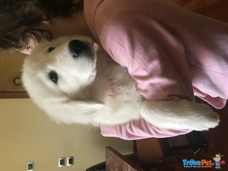 Cuccioli di cane da Pastore Maremmano Abruzzese - Foto n. 3