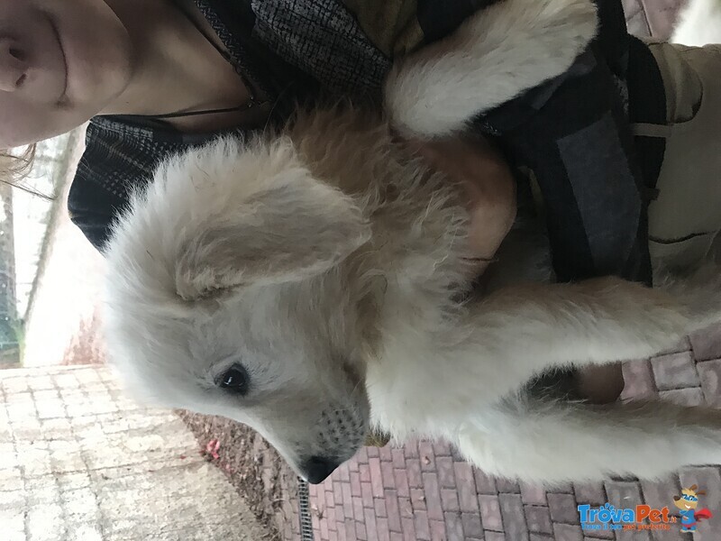 Cuccioli di cane da Pastore Maremmano Abruzzese - Foto n. 1