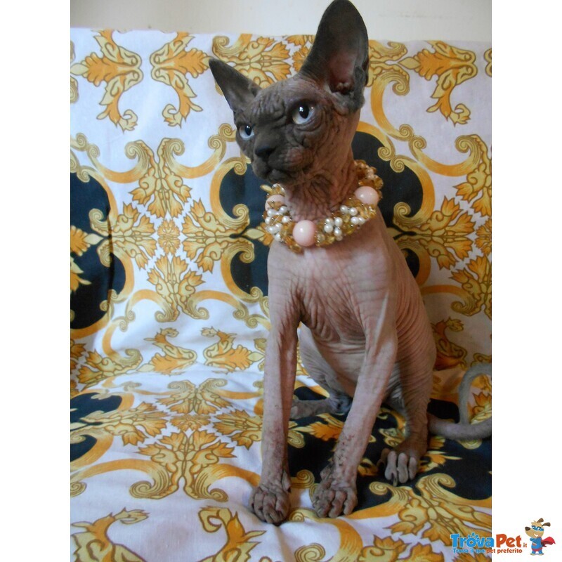 Sphynx Femmina Altissima Genealogia Colore blu Tonkinese Occhi Acqua Marina - Foto n. 2