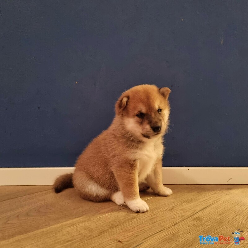 Cuccioli di Shiba Inu - Foto n. 1