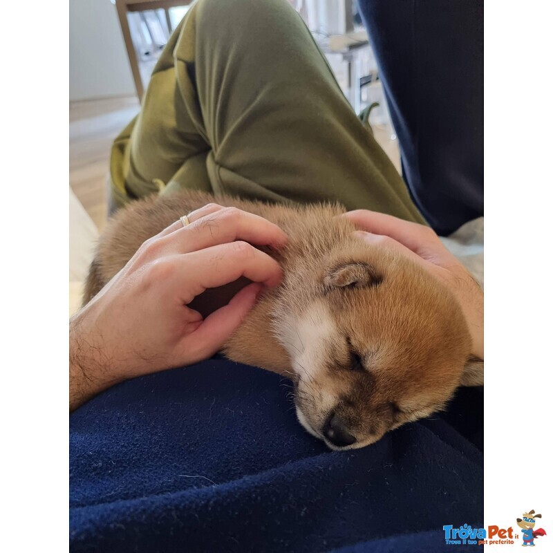 Cuccioli di Shiba Inu - Foto n. 2