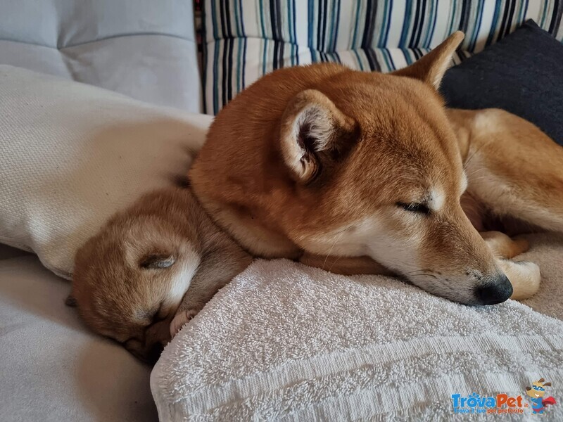 Cuccioli di Shiba Inu - Foto n. 3