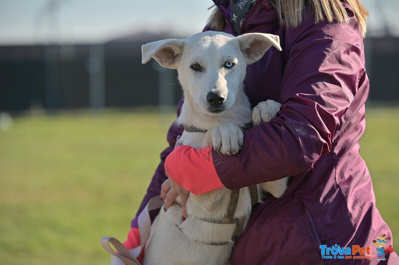 Cuccioli 4 Mesi, Chiusi in un Gelido box: Forza Serve una Famiglia!! - Foto n. 5