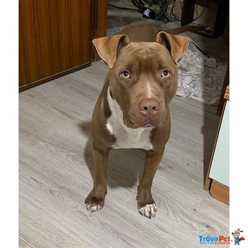 Zeus, Pittbull 1 Anno: si sono Stancati di lui e Finisce in Canile! Cerca Casa! - Foto n. 2