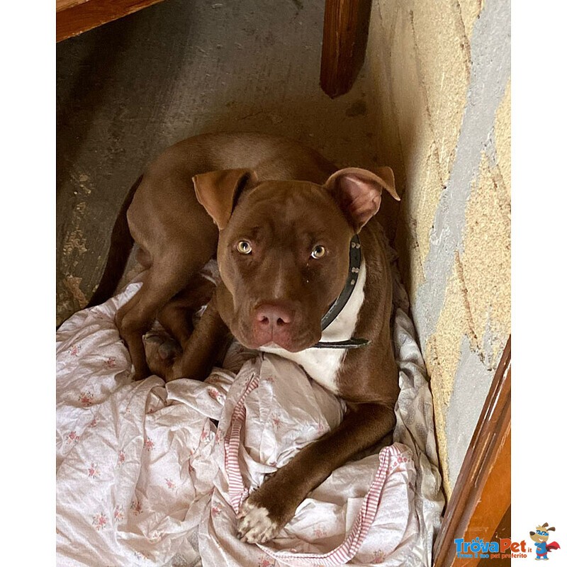 Zeus, Pittbull 1 Anno: si sono Stancati di lui e Finisce in Canile! Cerca Casa! - Foto n. 3