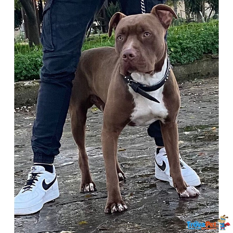 Zeus, Pittbull 1 Anno: si sono Stancati di lui e Finisce in Canile! Cerca Casa! - Foto n. 4