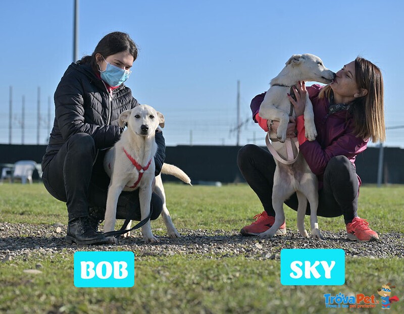 Cuccioli 3 mesi tg. Media: Cercano una Famiglia per Sempre! - Foto n. 4