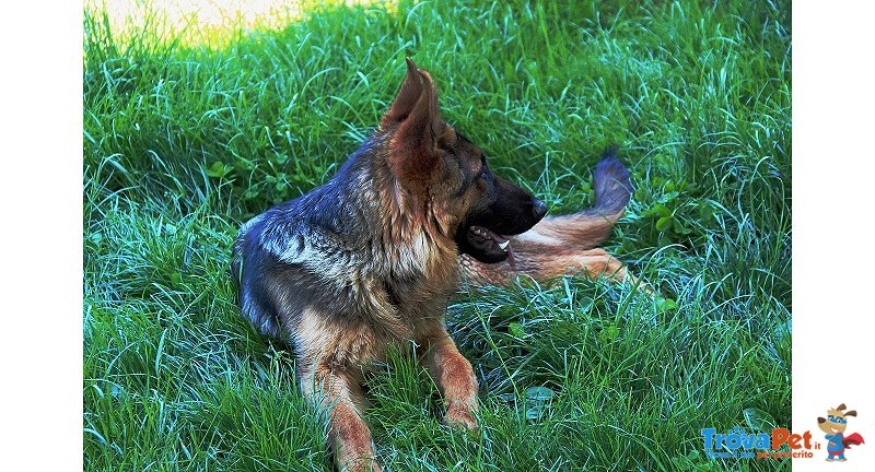 Cucciolone Pastore Tedesco - Foto n. 1