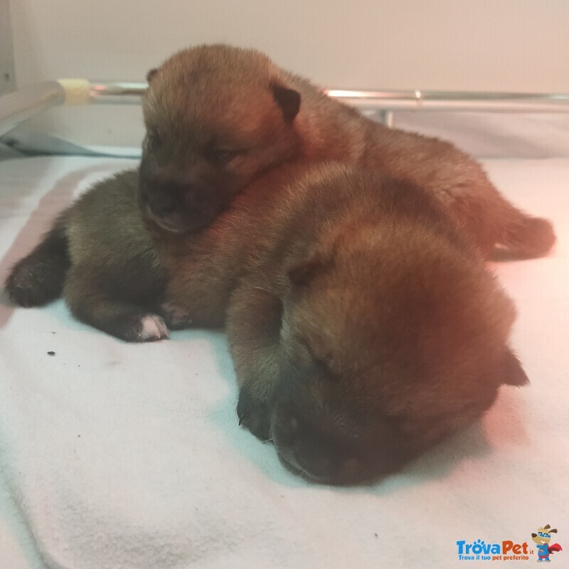 Cuccioli Shikoku Disponibili - Foto n. 1