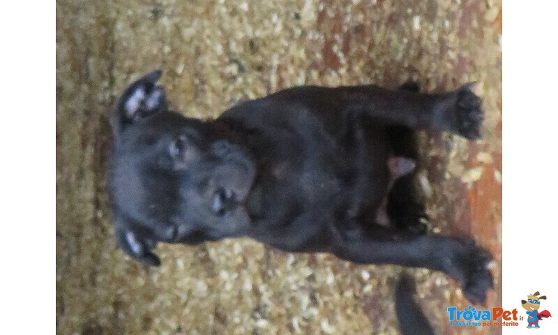 Staffordshire bull Terrier - Foto n. 1