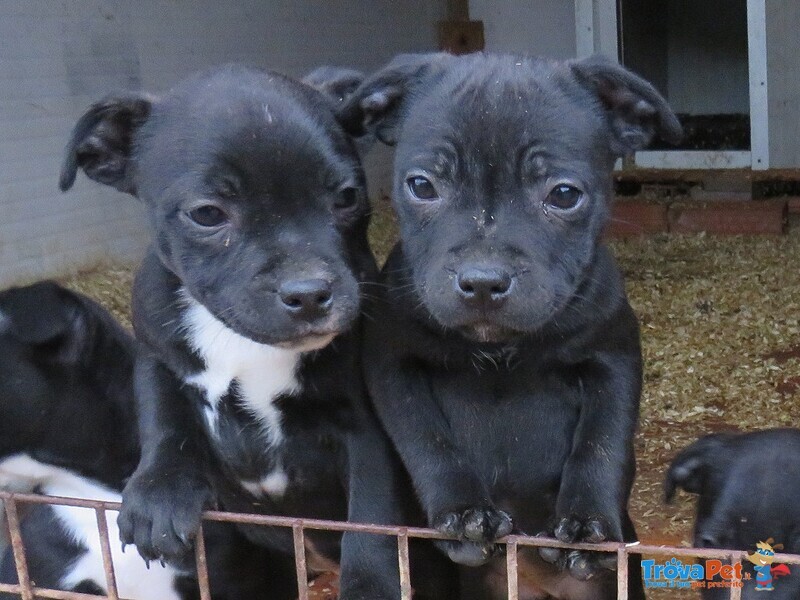 Staffordshire bull Terrier - Foto n. 4