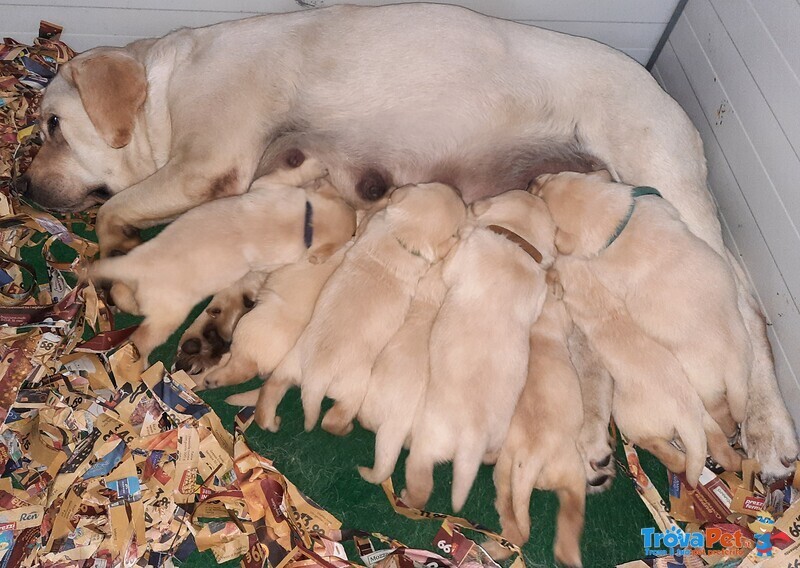 Labrador Retrievers Purissimi - Foto n. 1