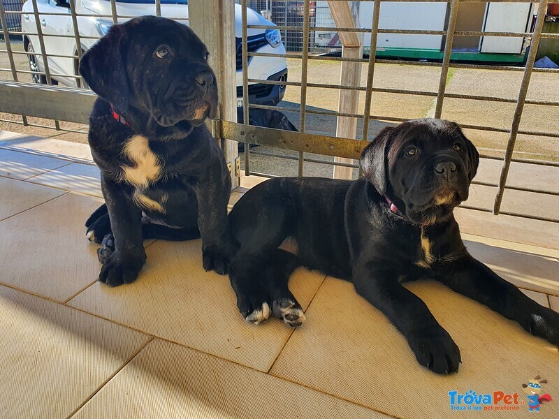 Cuccioli Attendono Nuova Famiglia - Foto n. 7