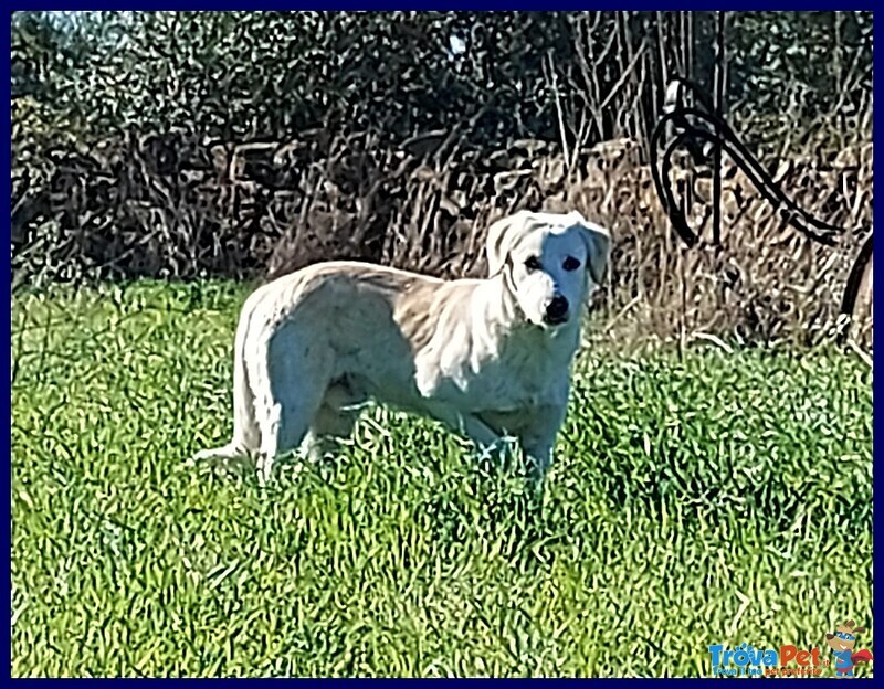 Goodyear Cucciolo 5 mesi Cerca Casa - Foto n. 4