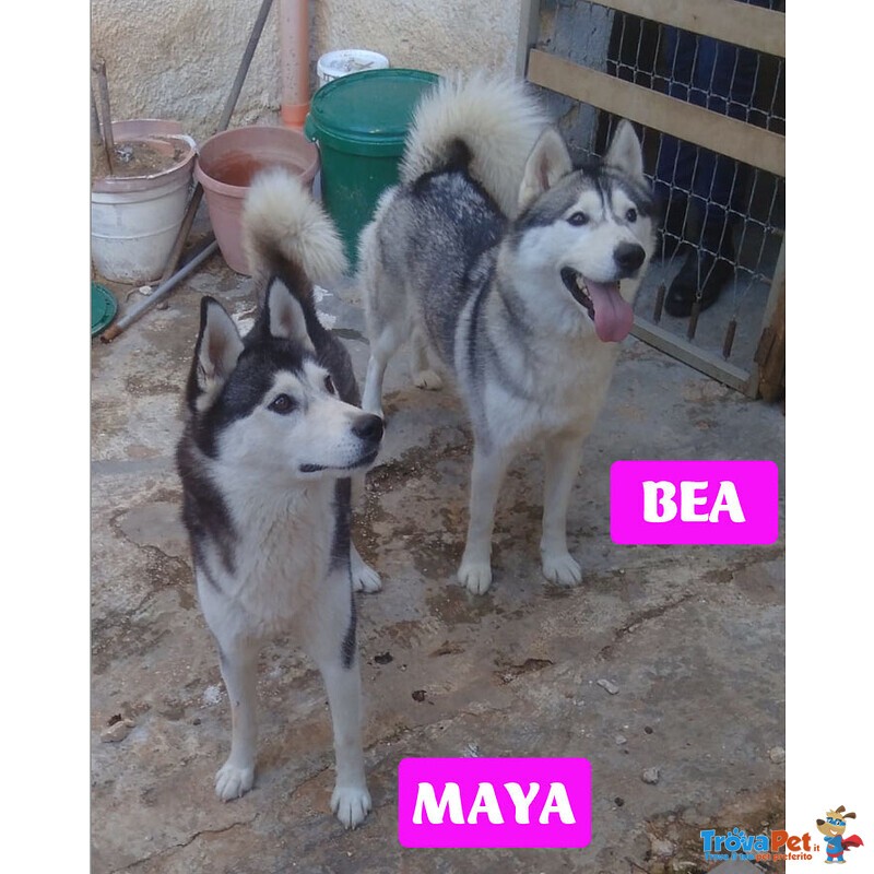 Bea e Maya, Husky 2 anni in Cerca di Casa! - Foto n. 1