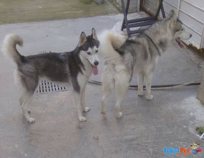 Bea e Maya, Husky 2 anni in Cerca di Casa! - Foto n. 2