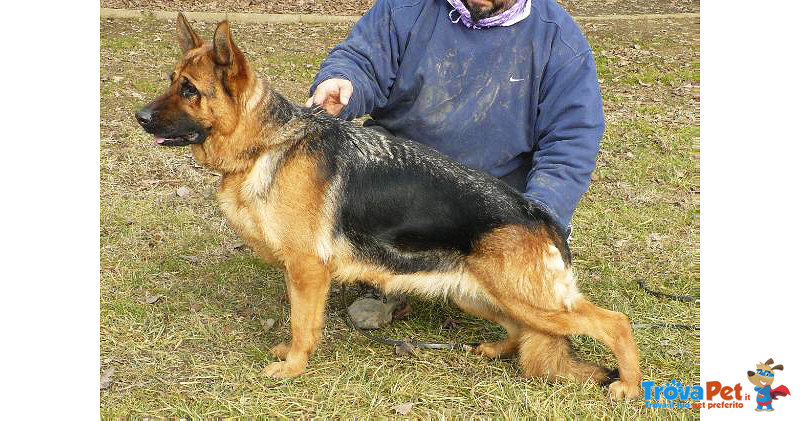 Cucciolone Pastore Tedesco - Foto n. 3