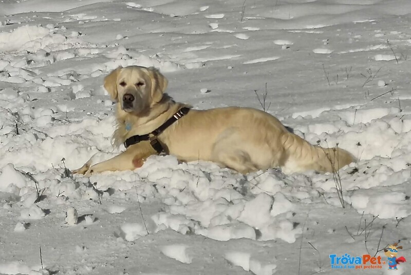 Disponibile per Accoppiamento Maschio di Golden Retriever di anni 5 - Foto n. 1