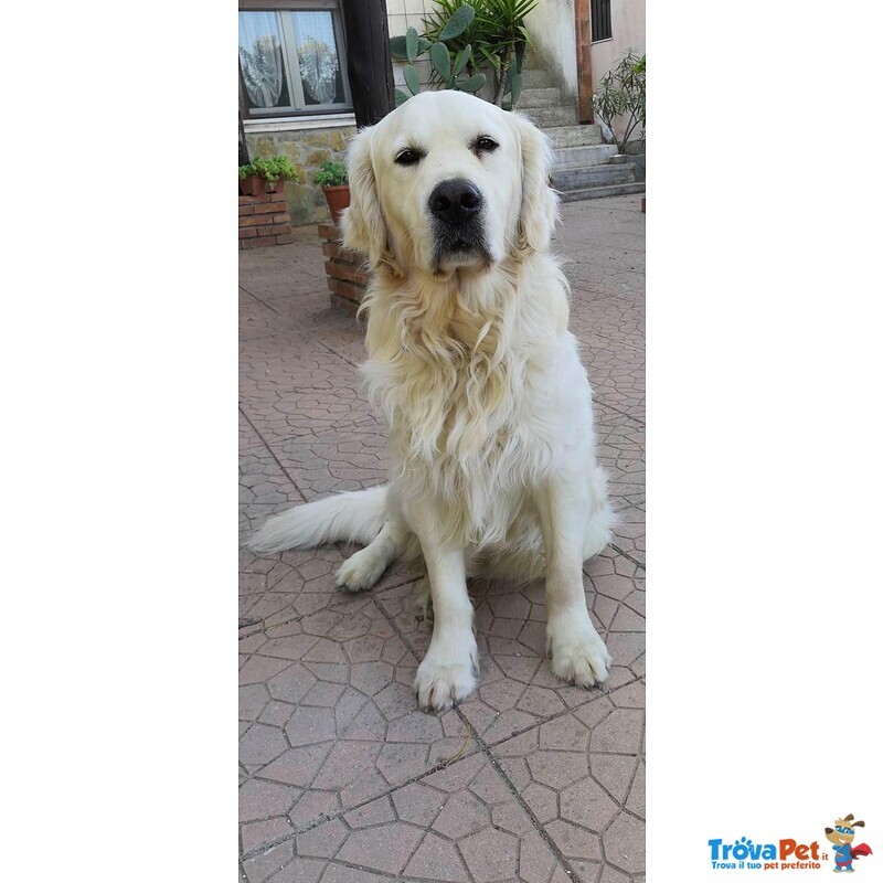 Disponibile per Accoppiamento Maschio di Golden Retriever di anni 5 - Foto n. 2