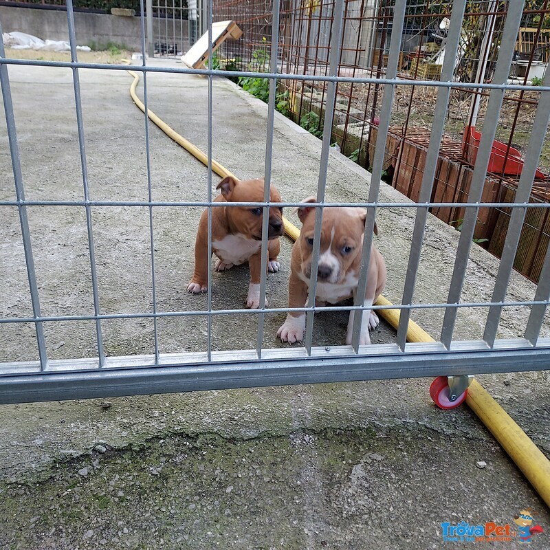 Amstaff blue Fawn - Foto n. 1