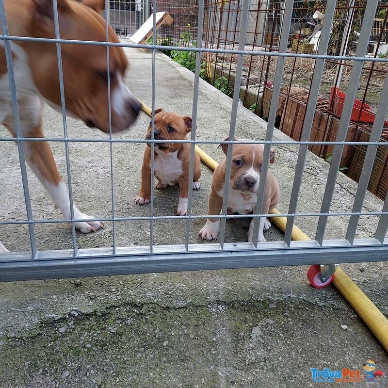 Amstaff blue Fawn - Foto n. 3