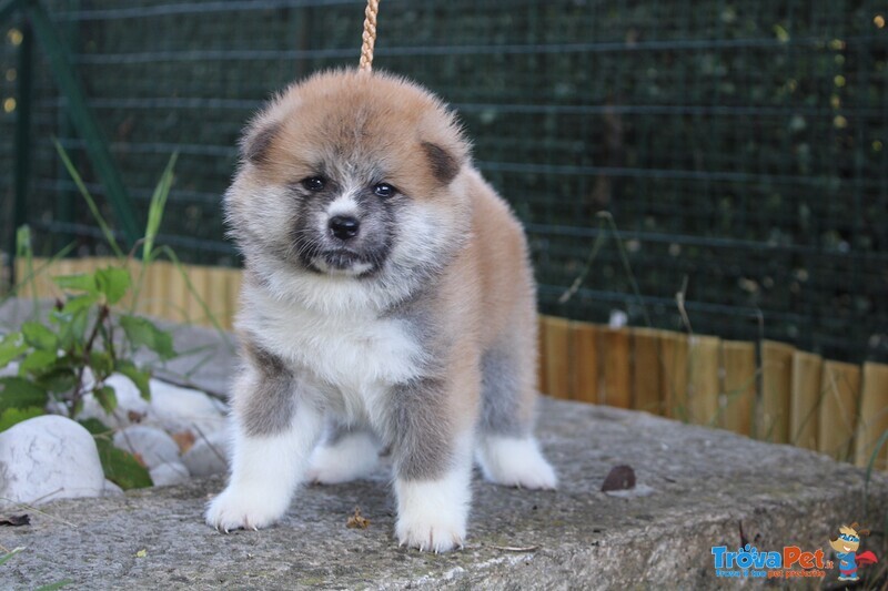 Prenotazioni Cuccioli di Akita - Foto n. 2