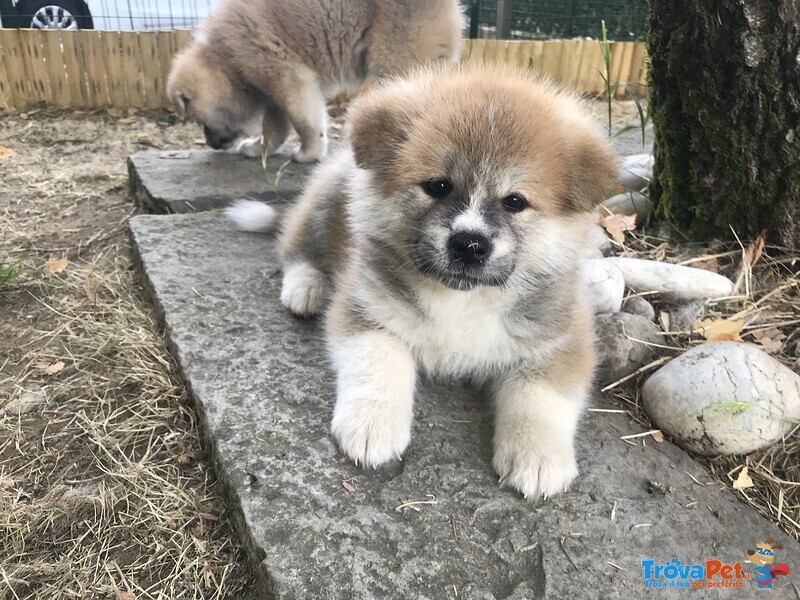 Prenotazioni Cuccioli di Akita - Foto n. 5