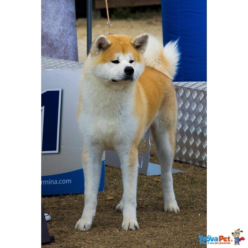 Prenotazioni Cuccioli di Akita - Foto n. 8