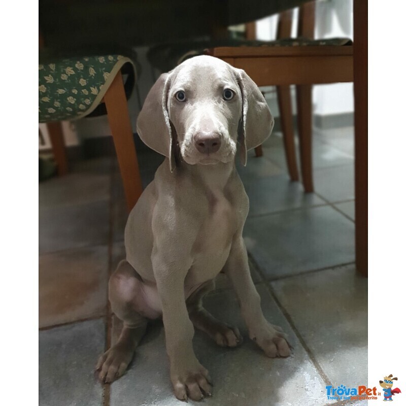 Cuccioli di Weimaraner - Foto n. 2