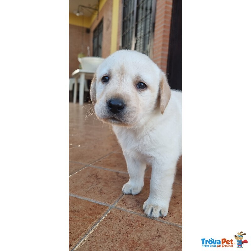 Cuccioli Labrador Pedigree - Foto n. 2