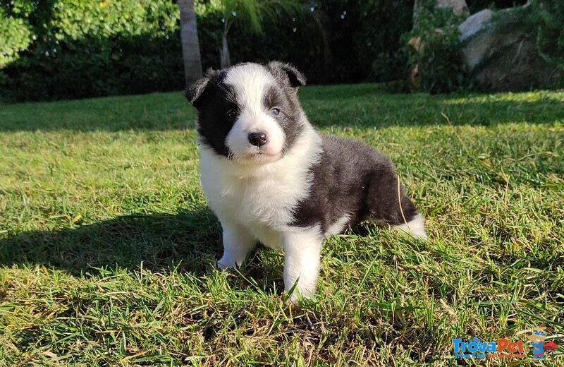 Border Collie, Cuccioli con Pedigree - Foto n. 2