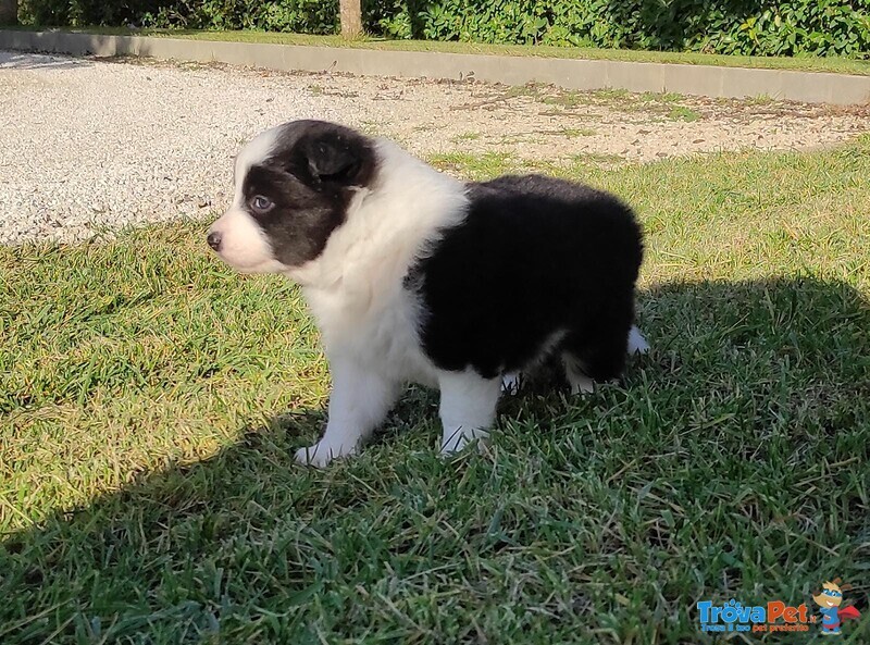 Border Collie, Cuccioli con Pedigree - Foto n. 3